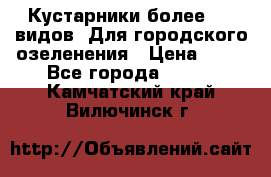 Кустарники более 100 видов. Для городского озеленения › Цена ­ 70 - Все города  »    . Камчатский край,Вилючинск г.